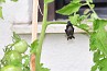 slides/tiny_bat.jpg  tiny_bat